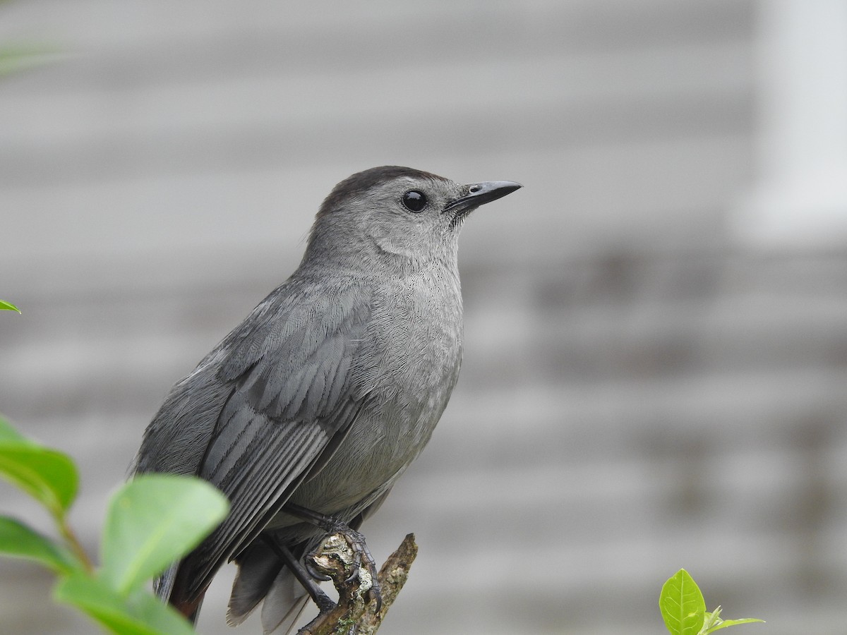 drozdec černohlavý - ML638679523