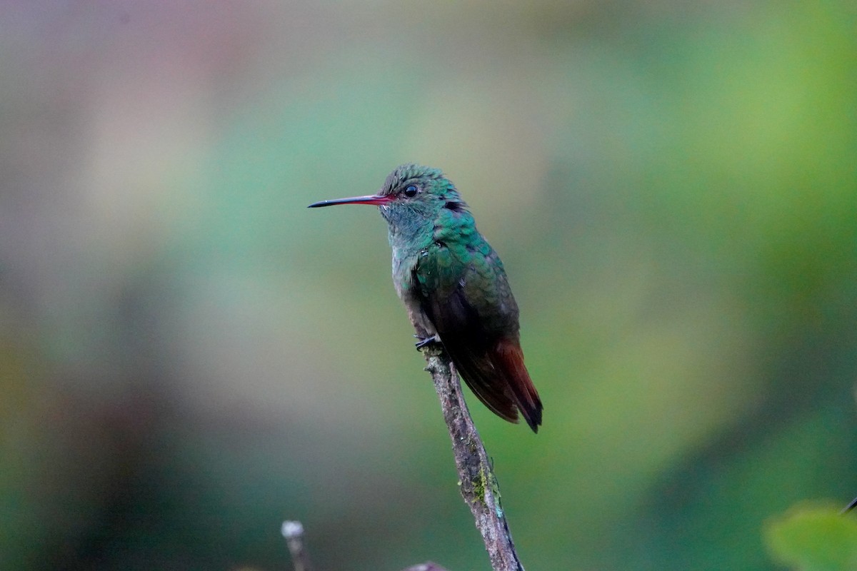 Rufous-tailed Hummingbird - ML638679524