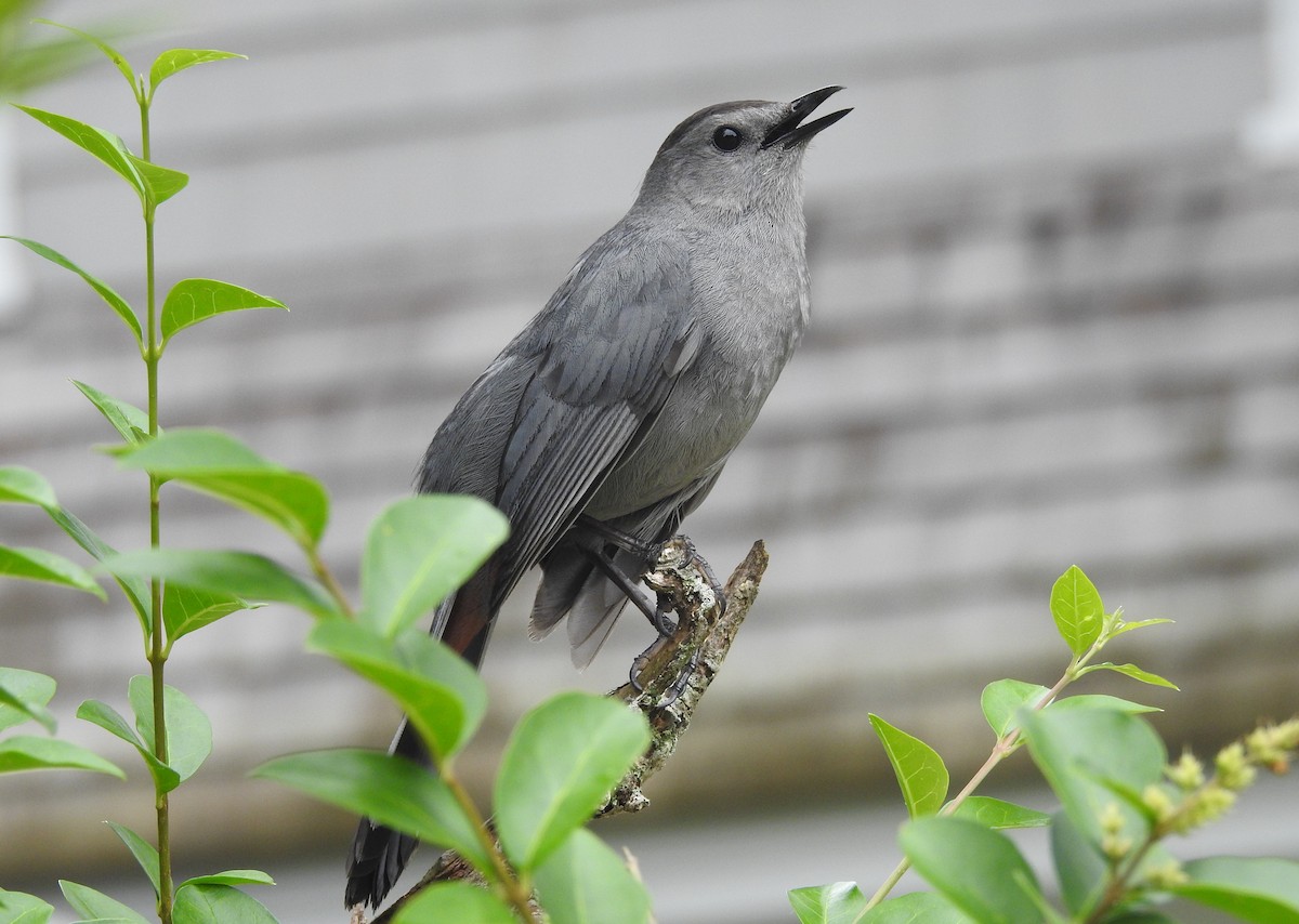 drozdec černohlavý - ML638679534