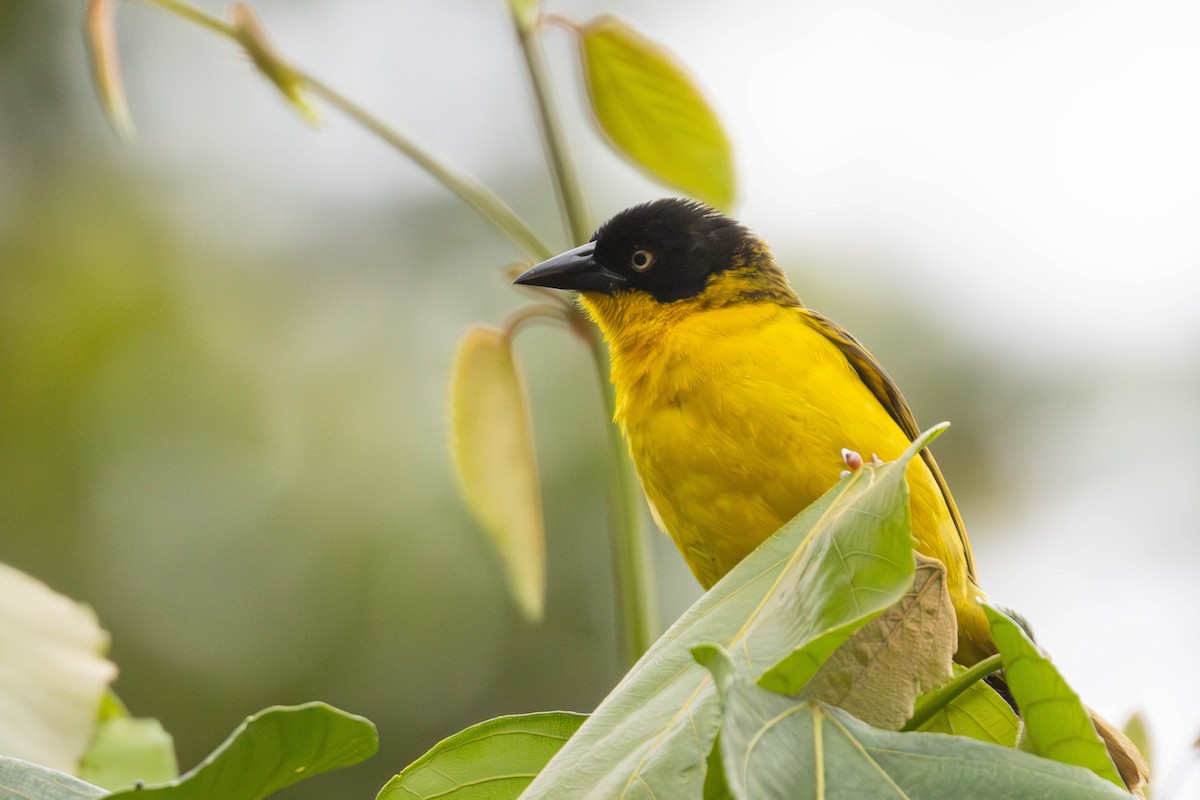 Baglafecht Weaver - ML638679556