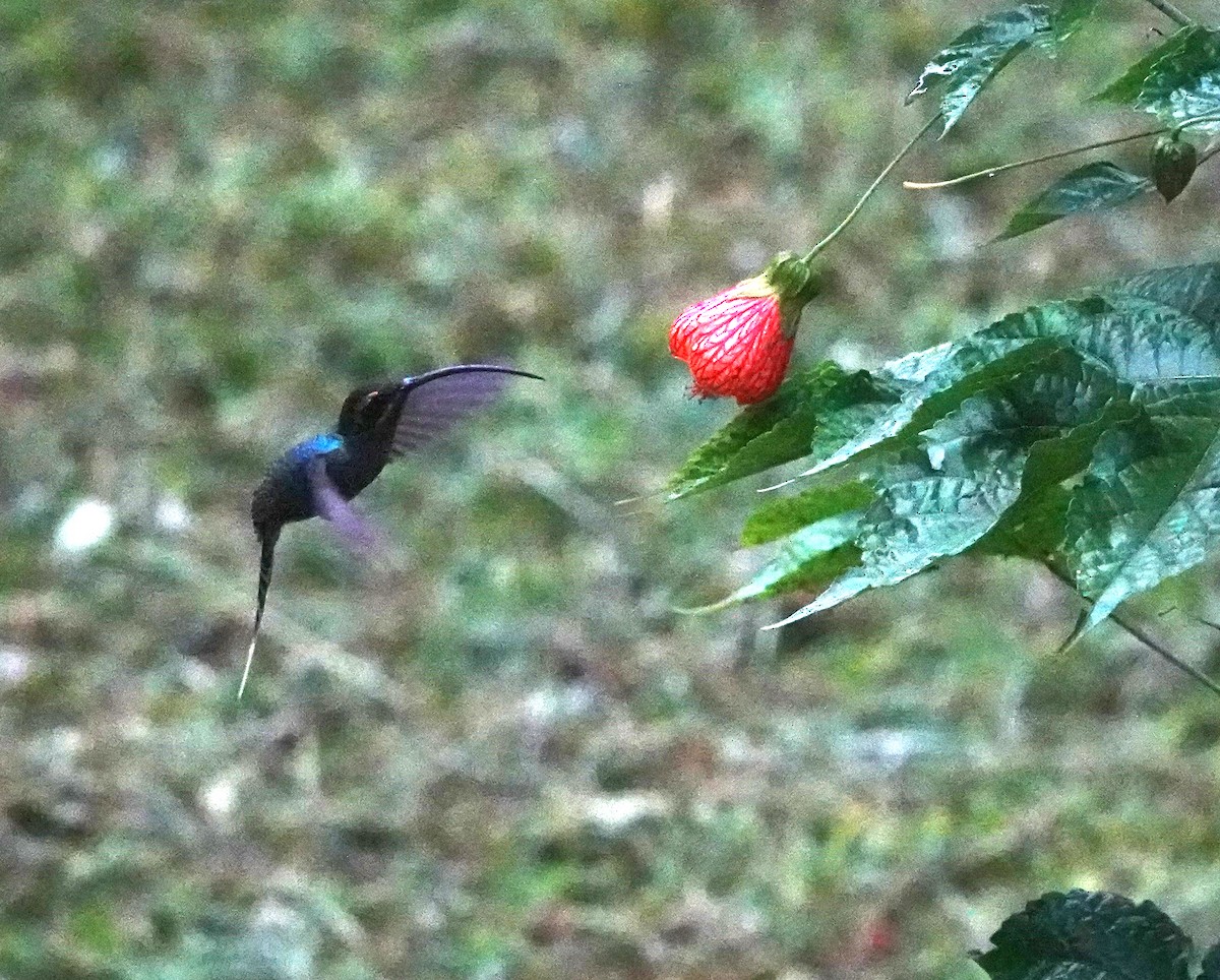 Green Hermit - ML638679563