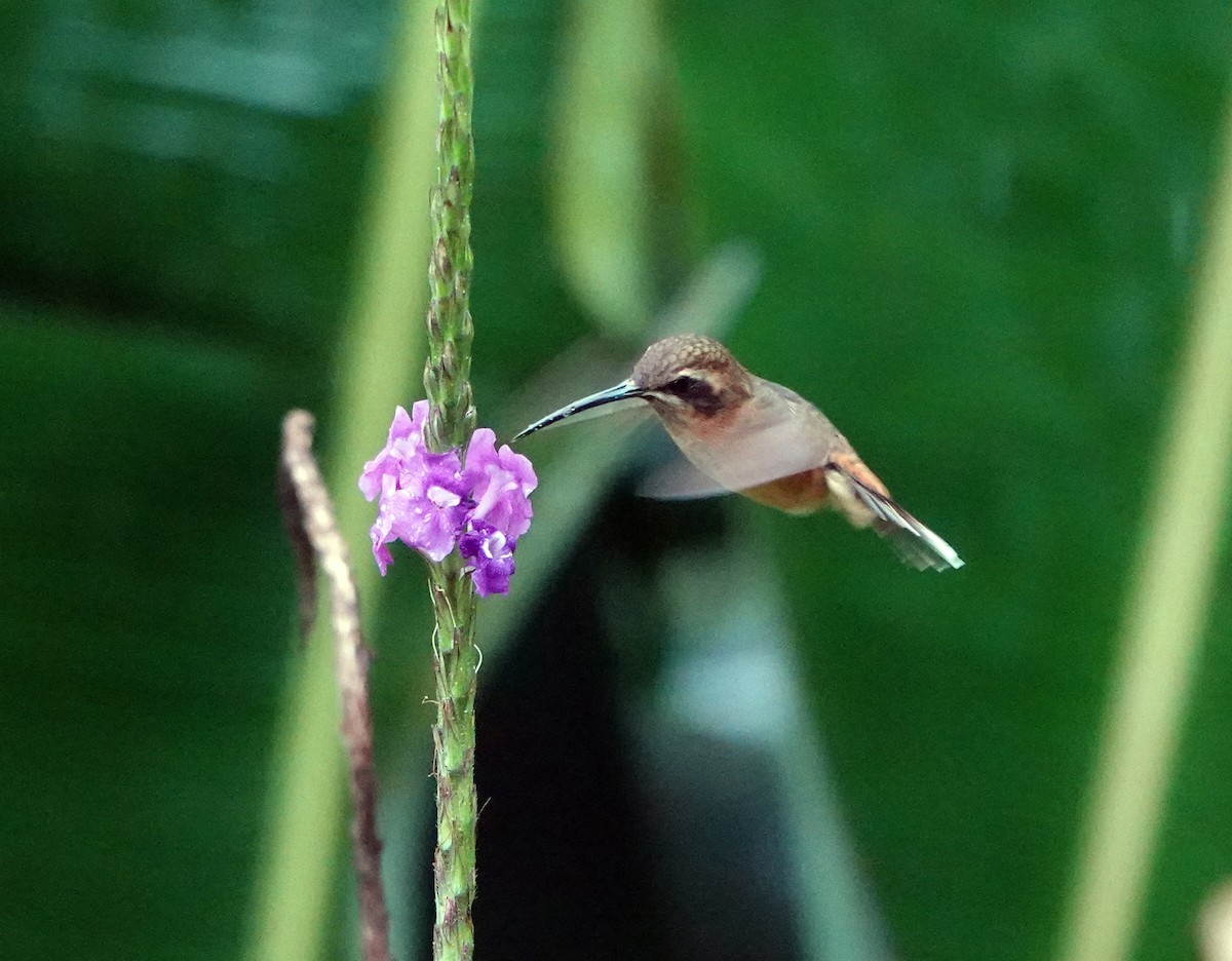 Stripe-throated Hermit - ML638679569