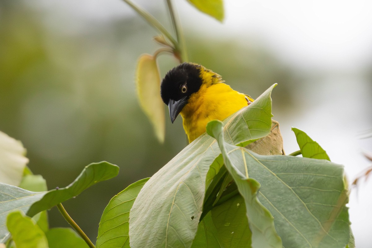 Baglafecht Weaver - ML638679581