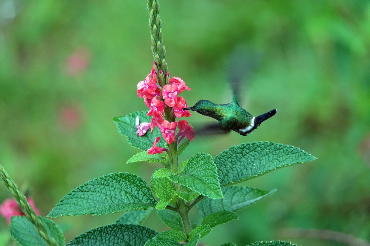 Green Thorntail - ML638679583