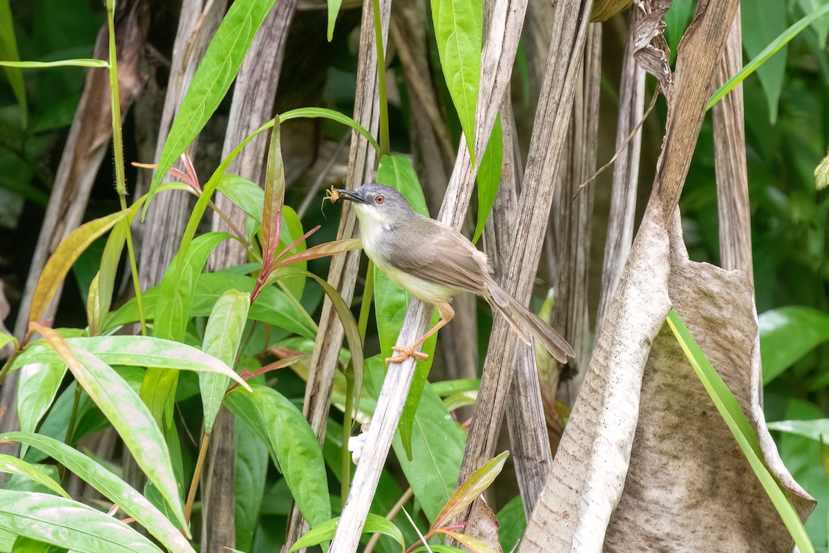 Prinia à ventre jaune - ML638679599