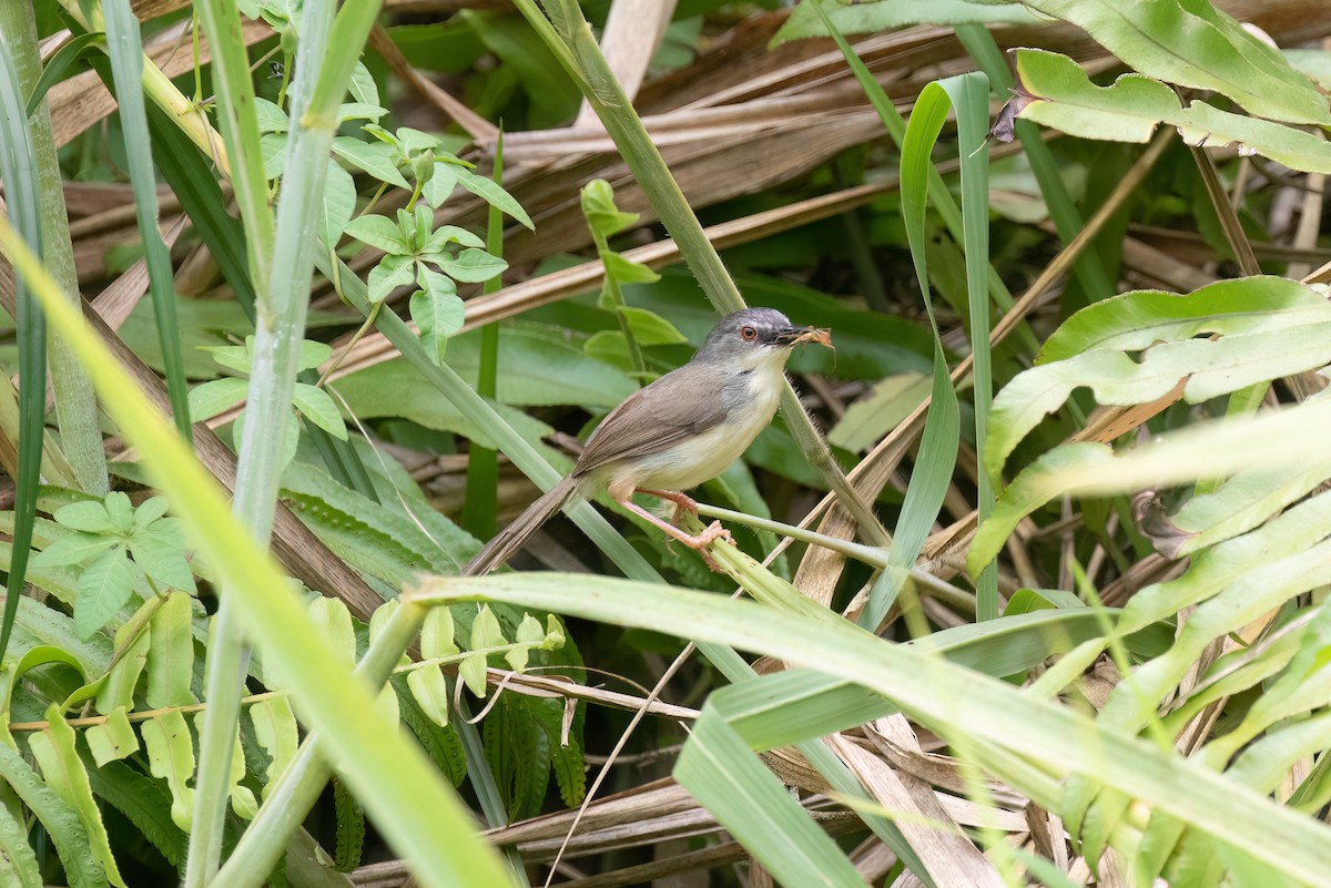 Prinia à ventre jaune - ML638679613