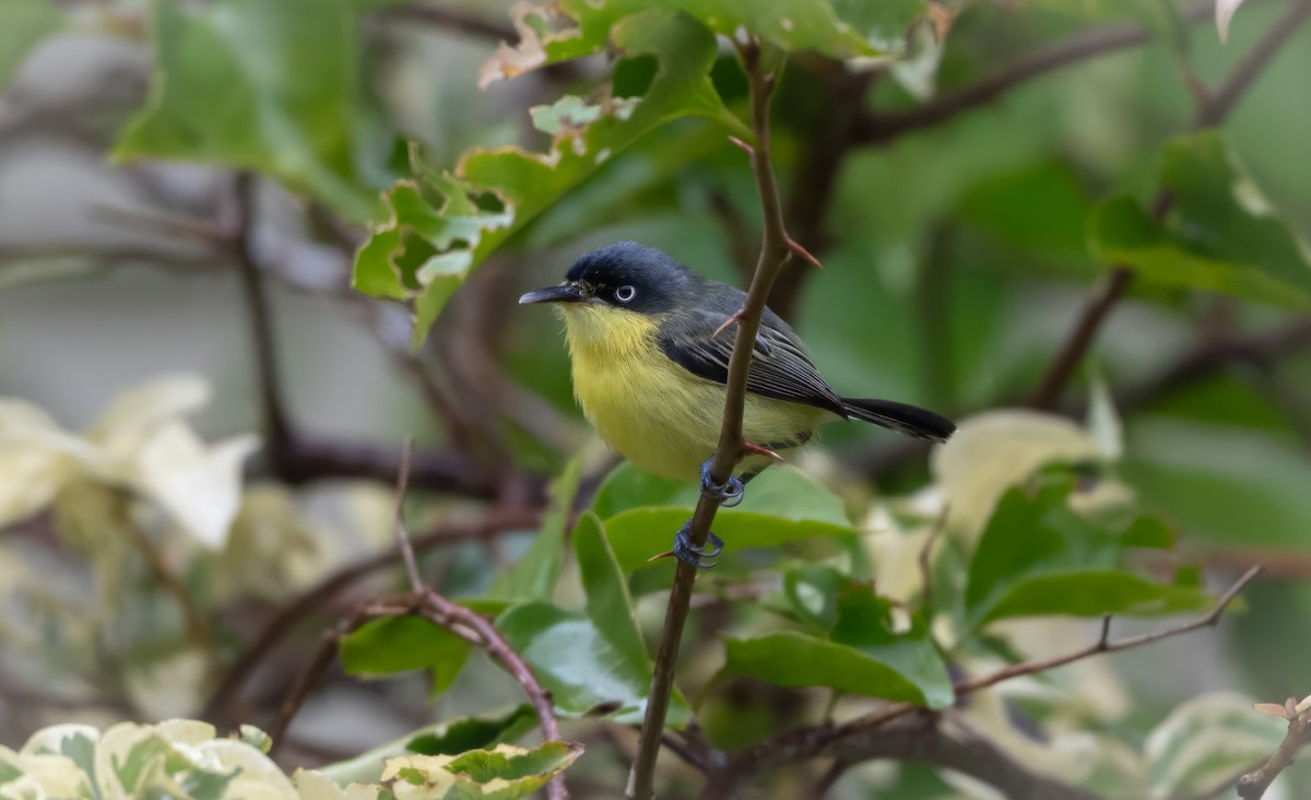 Common Tody-Flycatcher - ML638679634
