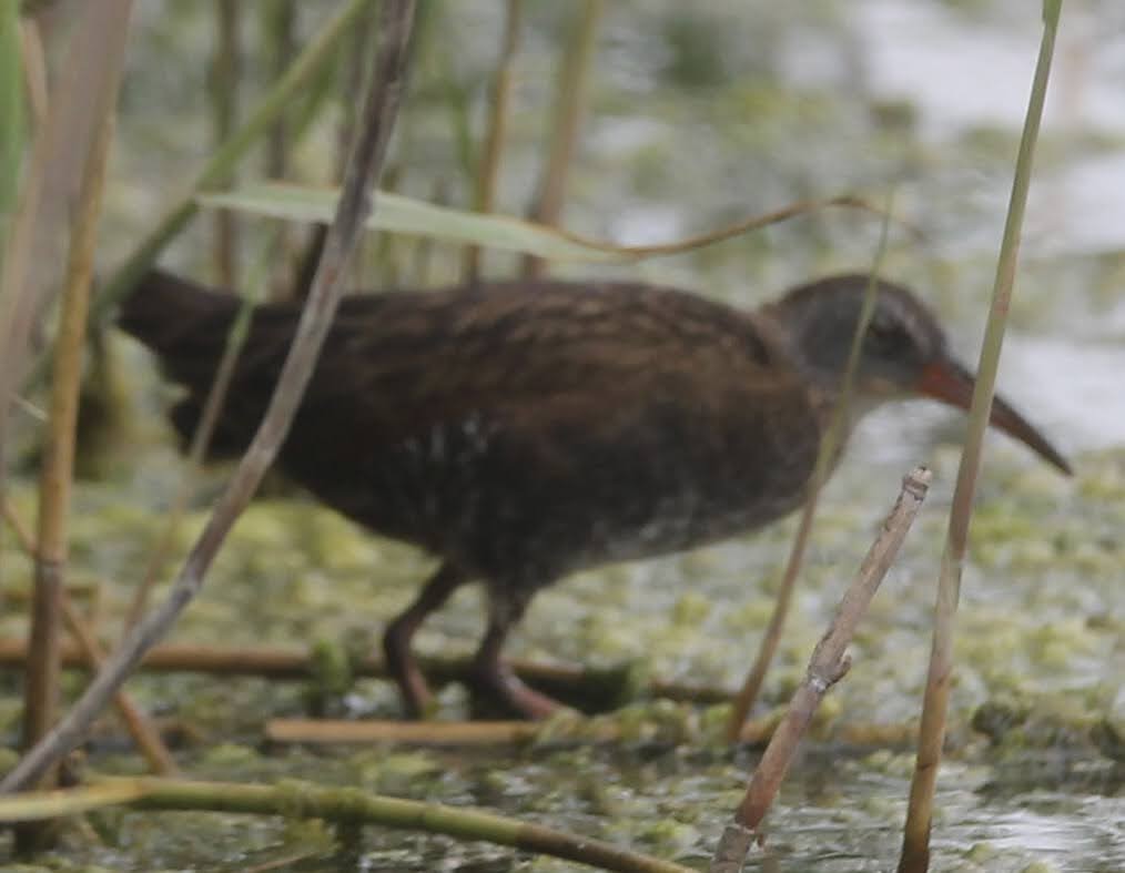 Virginia Rail - ML638679655