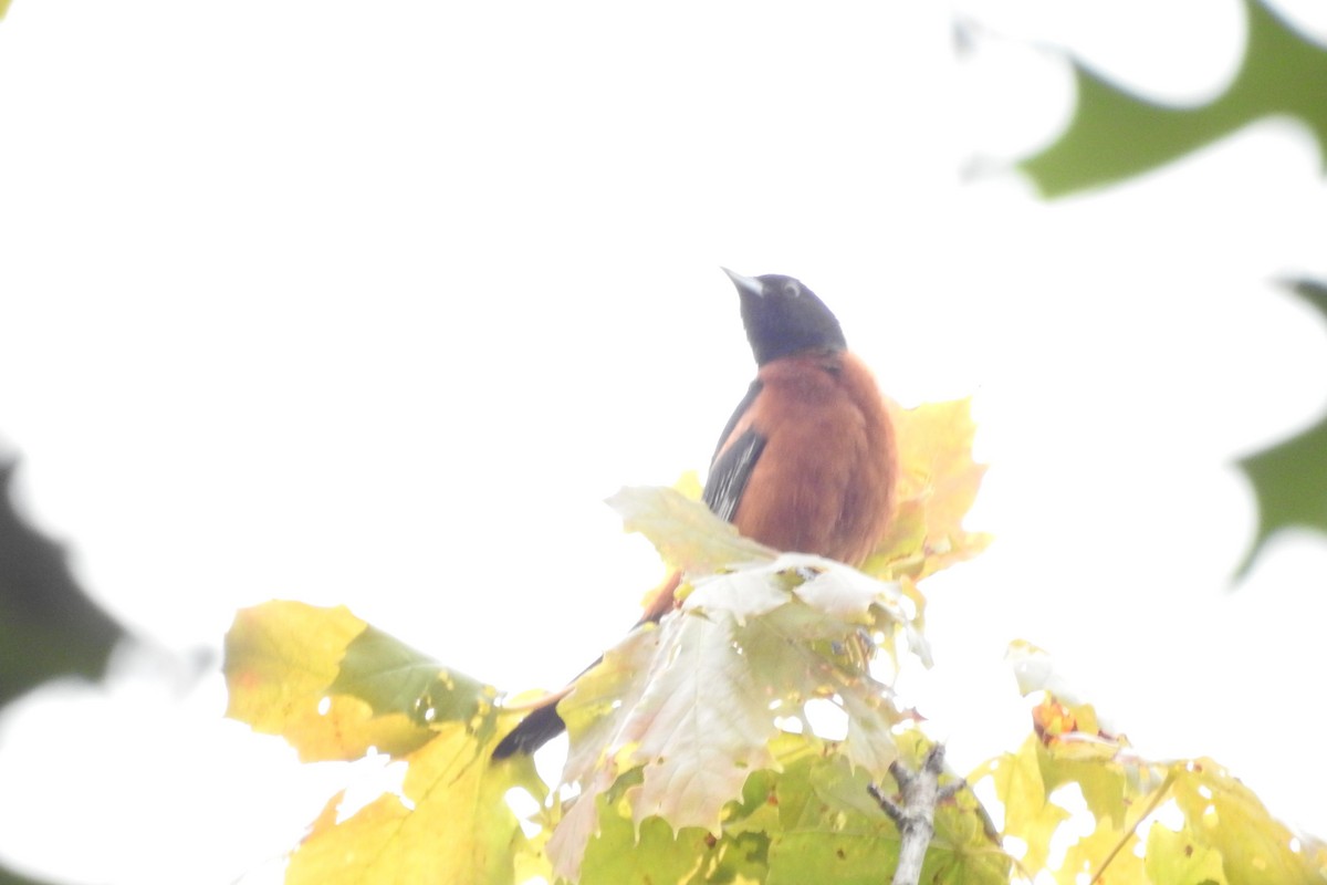 Orchard Oriole - ML638679664