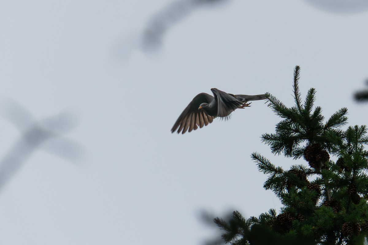 Band-tailed Pigeon - ML638679665