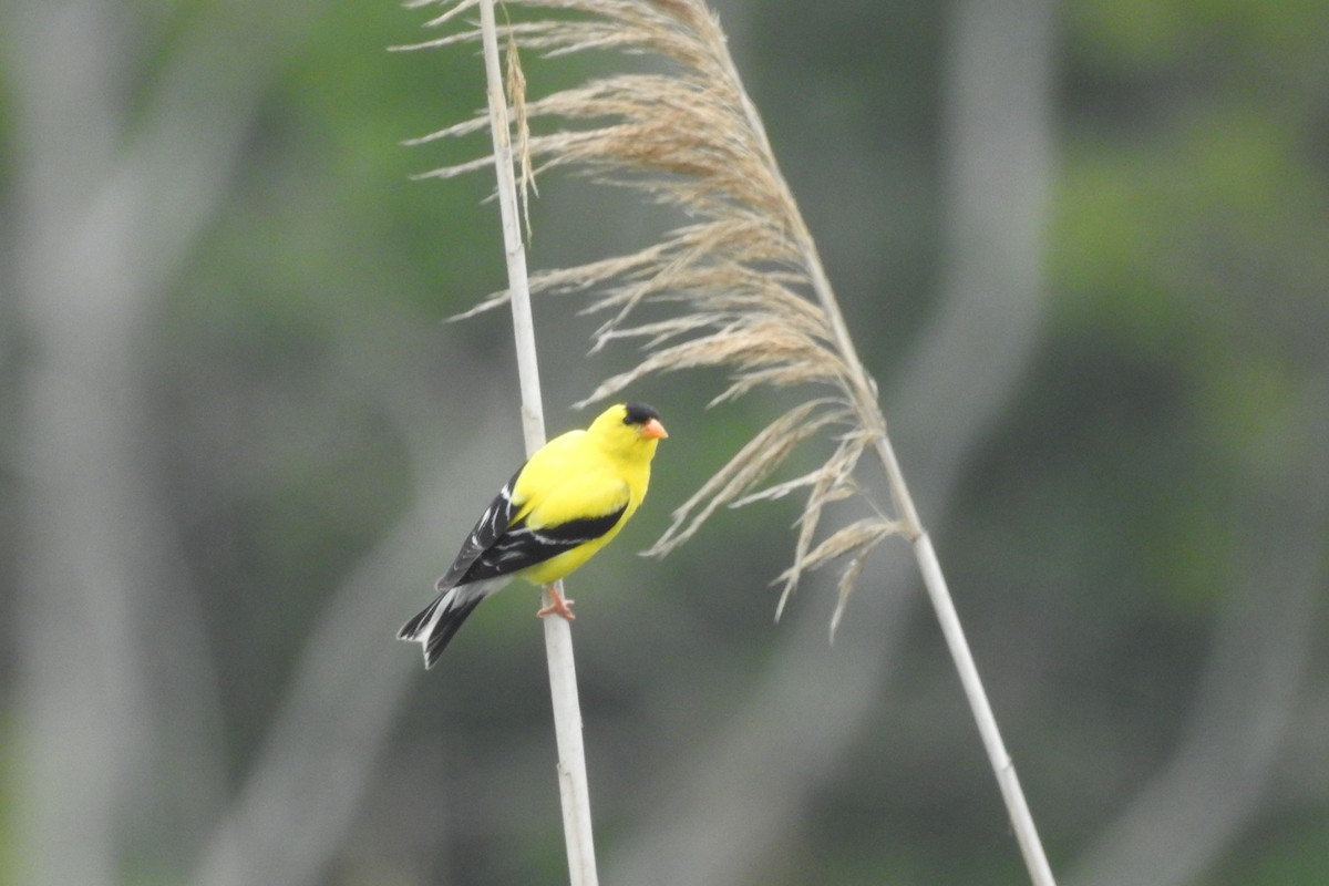 čížek žlutý - ML638679667