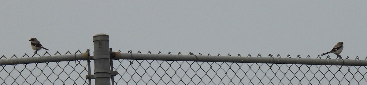 Loggerhead Shrike - ML638679676