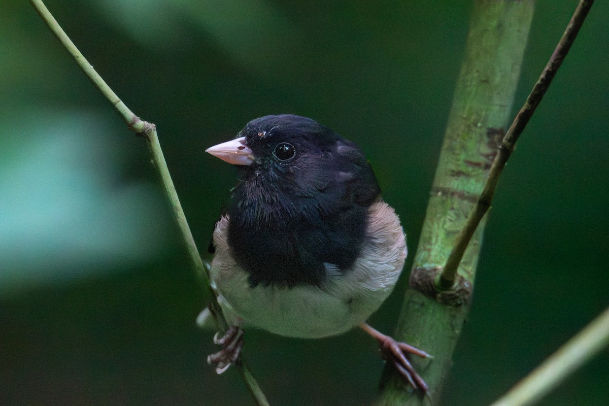 Dark-eyed Junco - ML638679680