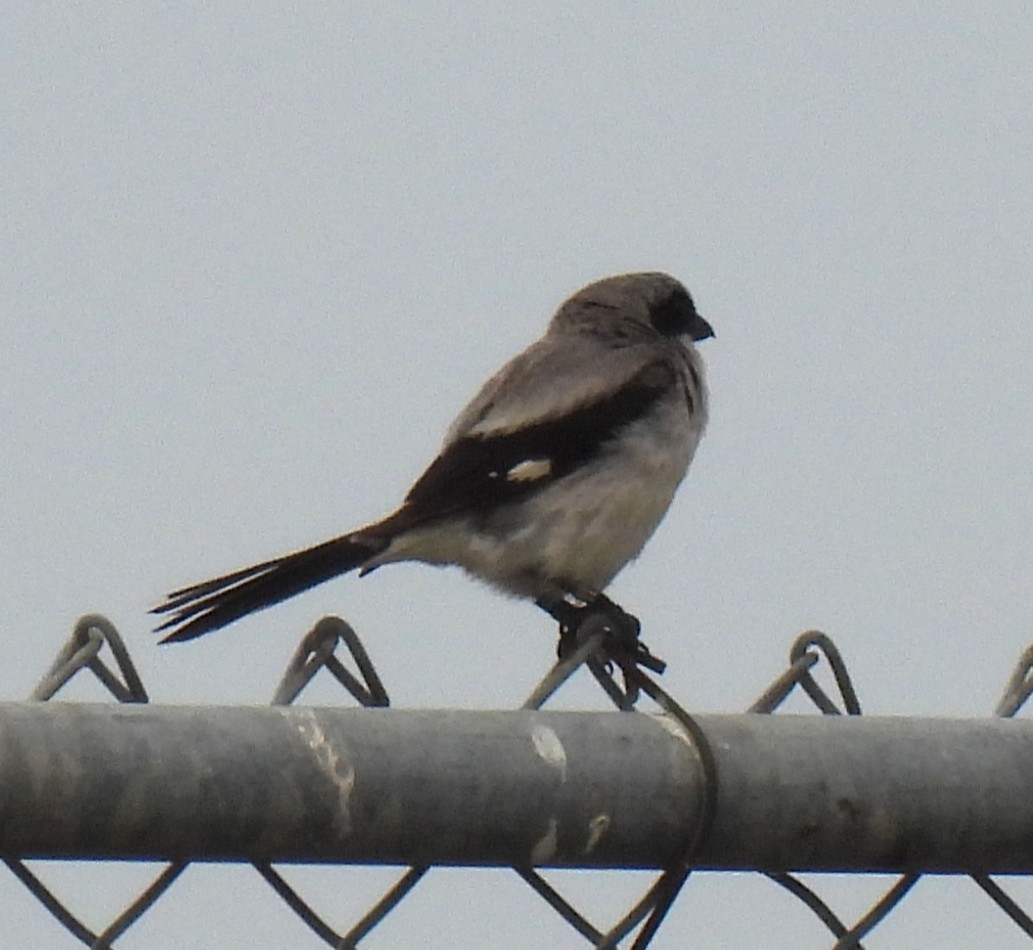 Loggerhead Shrike - ML638679682