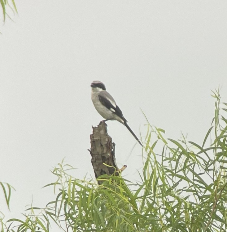 Loggerhead Shrike - ML638679684