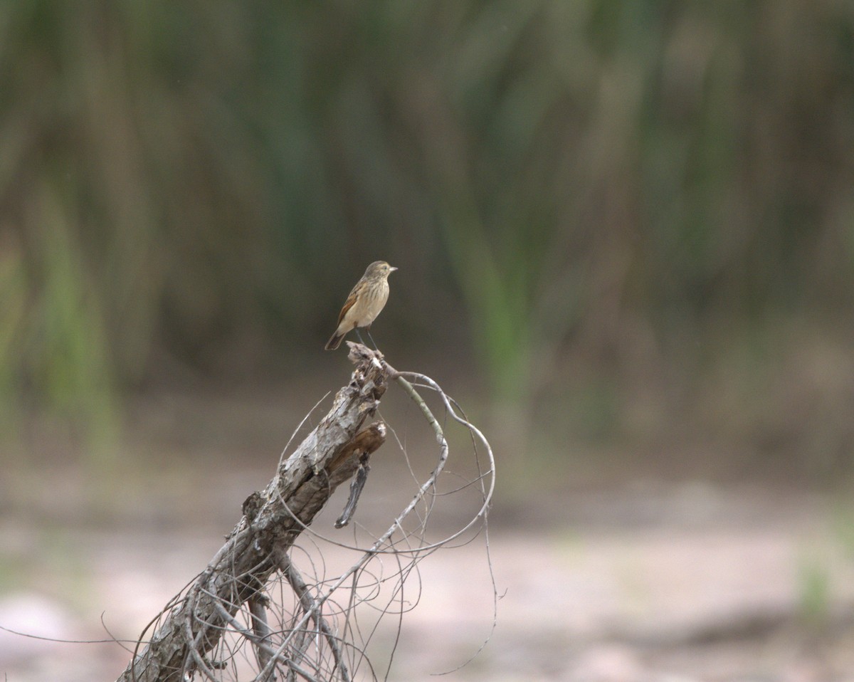 Spectacled Tyrant - ML638679719