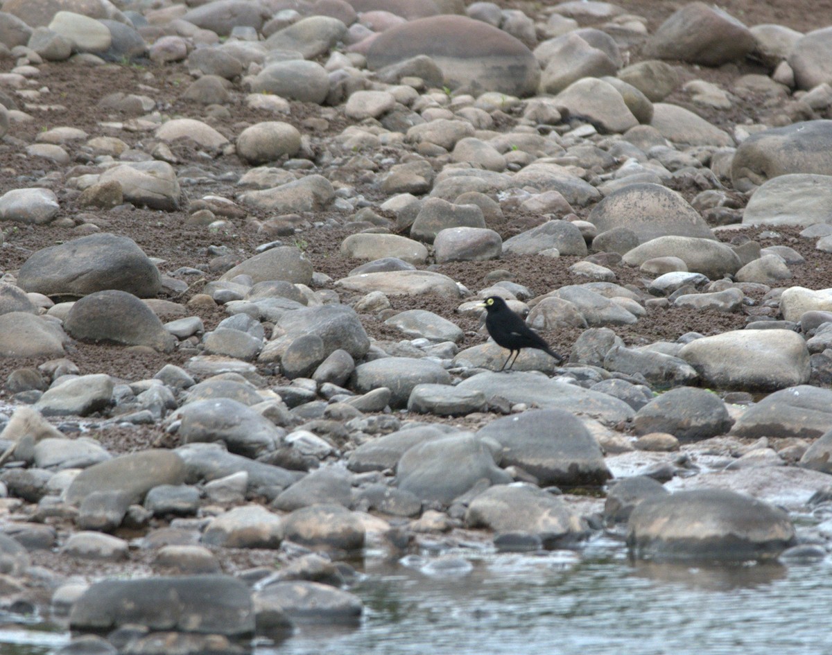 Spectacled Tyrant - ML638679720