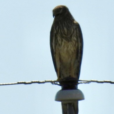 Northern Harrier - ML638679727