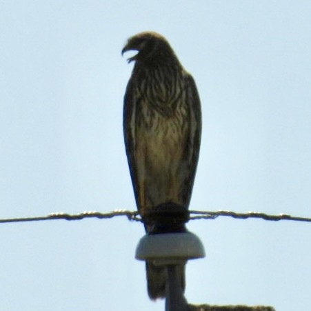 Northern Harrier - ML638679728