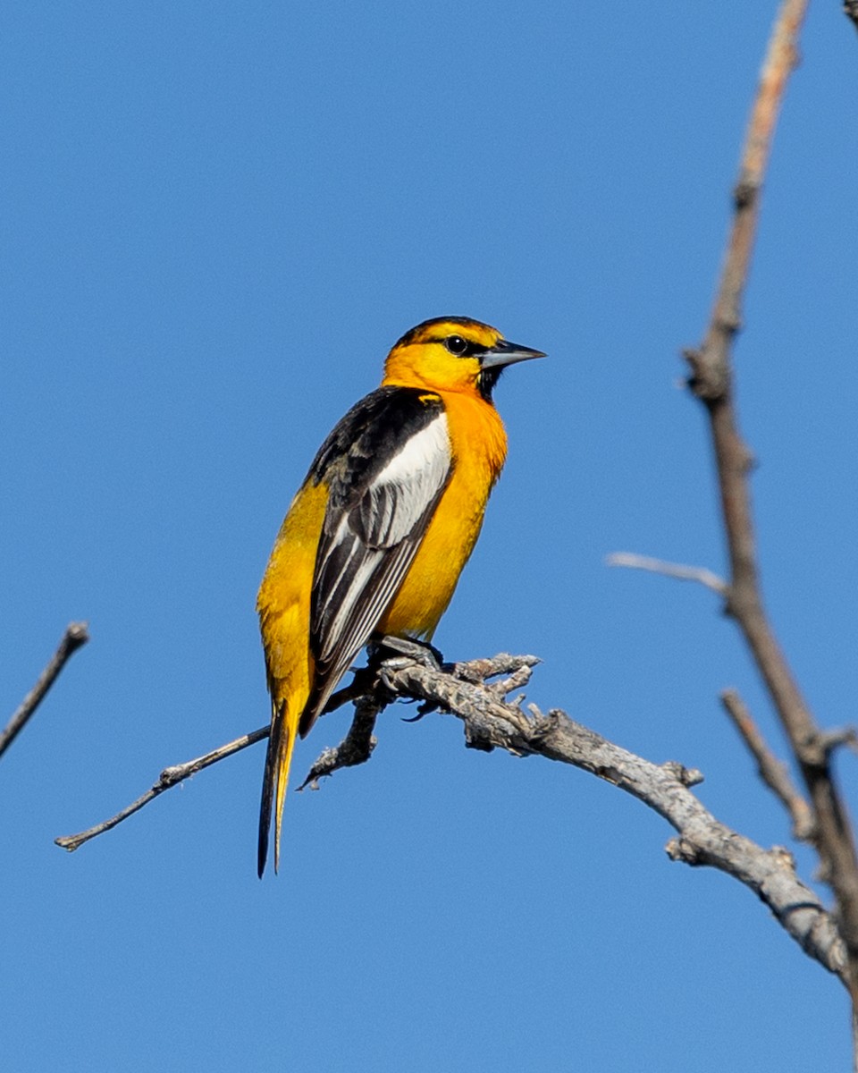 Bullock's Oriole - ML638679738