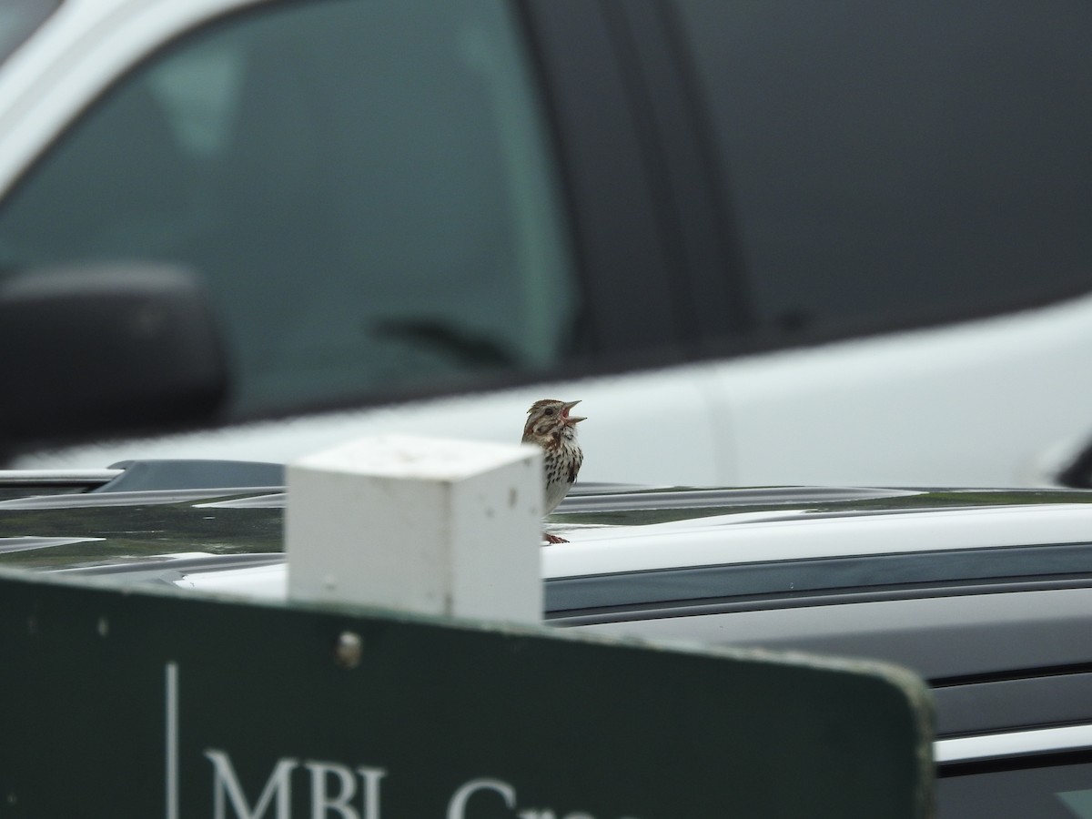 strnadec zpěvný - ML638679760