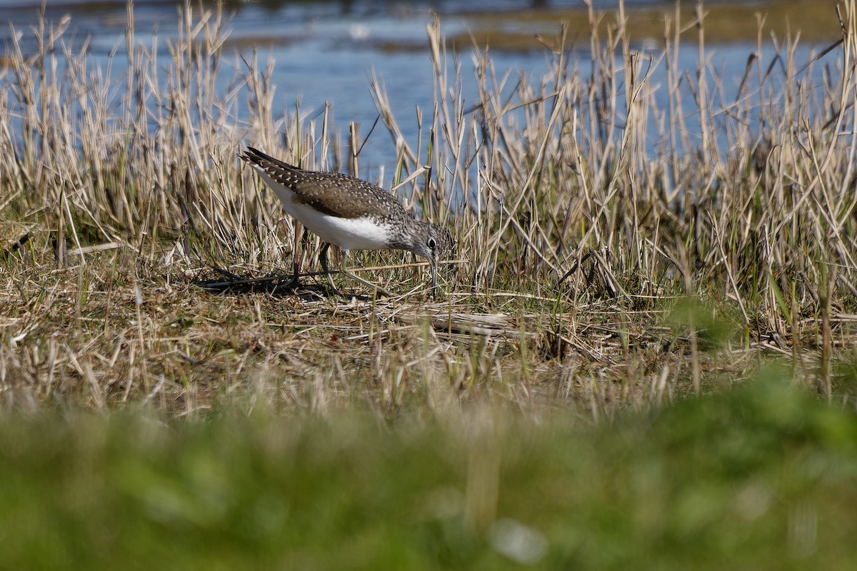Green Sandpiper - ML638679798