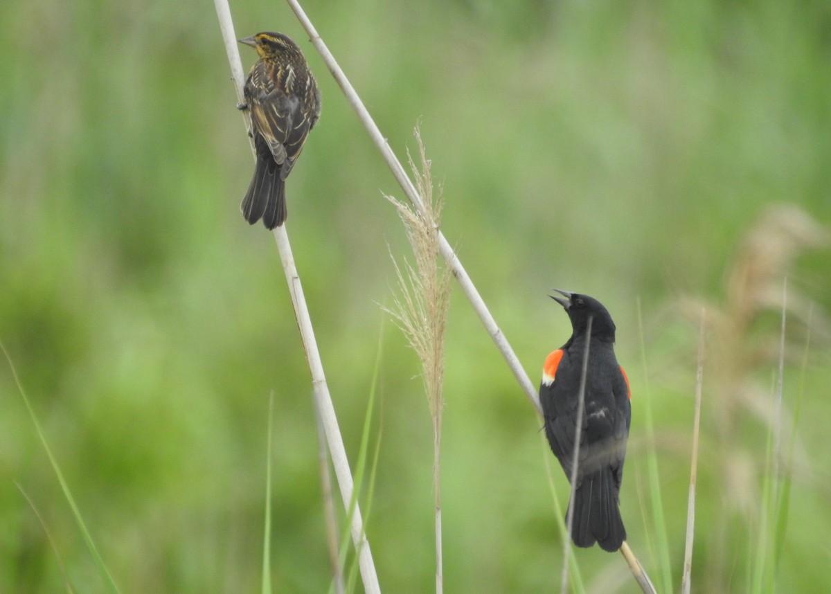 vlhovec červenokřídlý - ML638679799