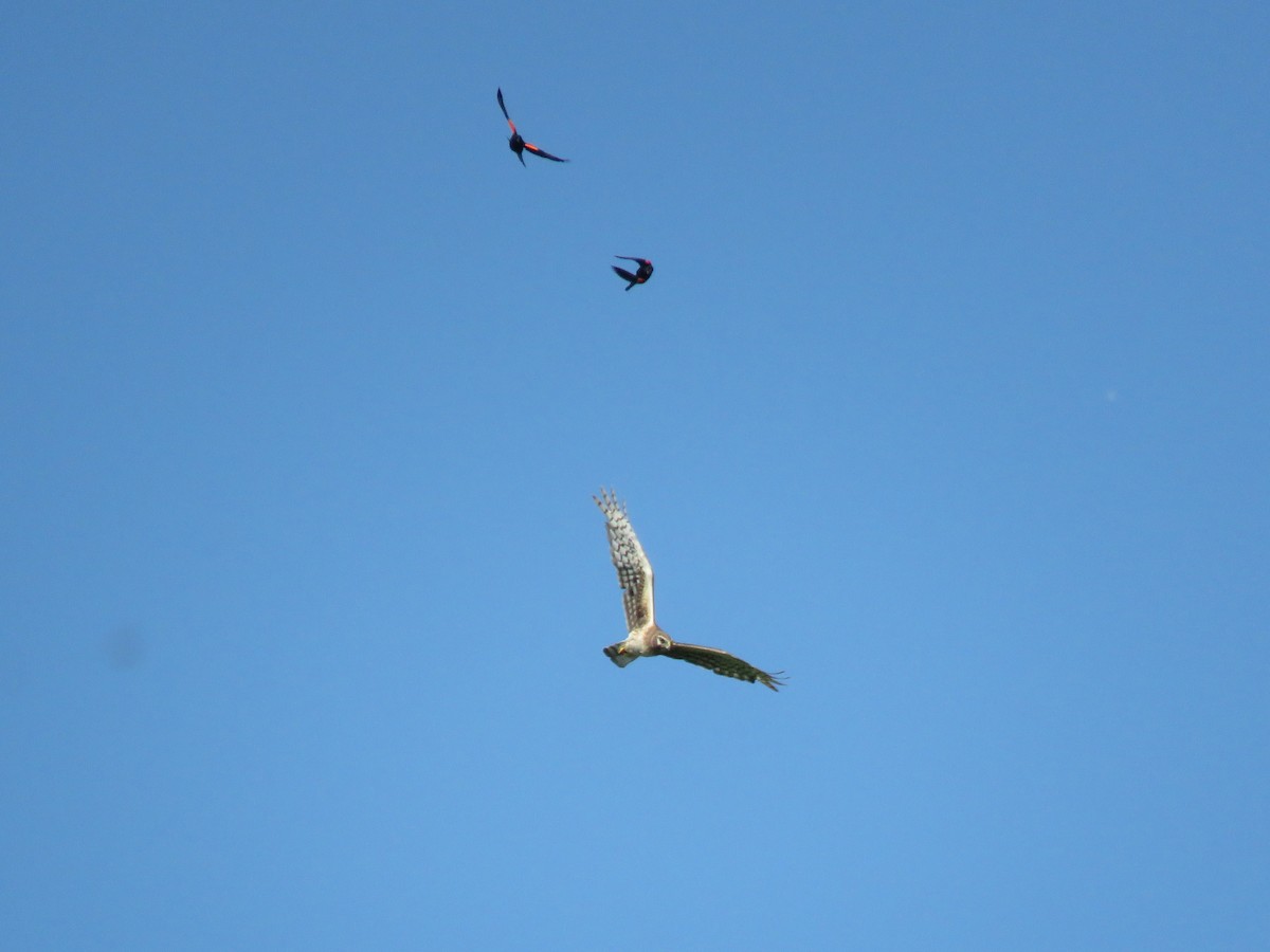 Northern Harrier - ML638679835