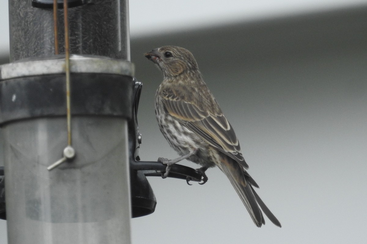 hýl rudoprsý - ML638679851