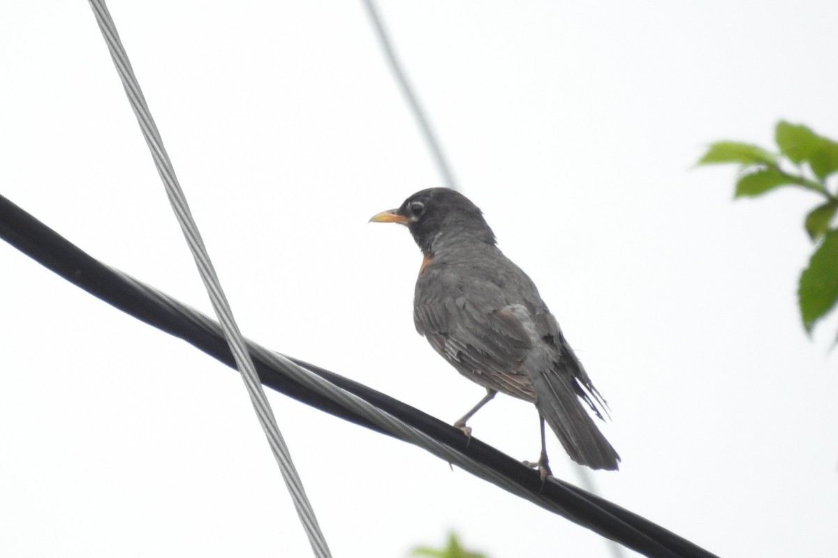 drozd stěhovavý - ML638679887