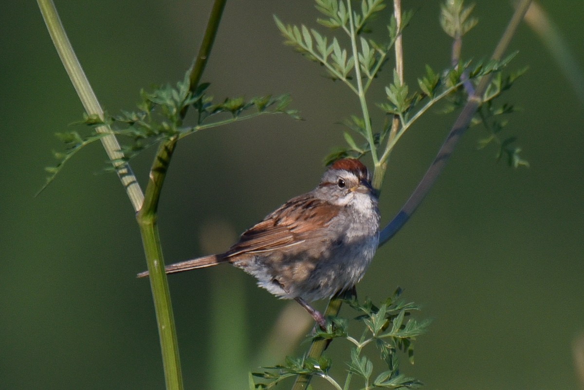 Swamp Sparrow - ML638679927