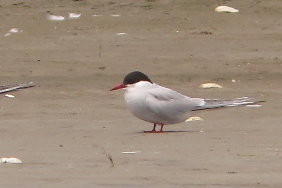Arctic Tern - ML638679932