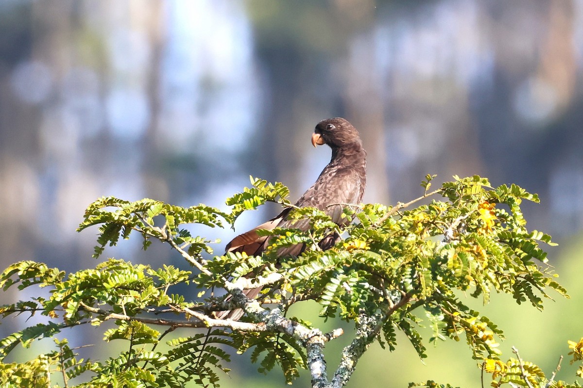 Lesser Vasa Parrot - ML638679948