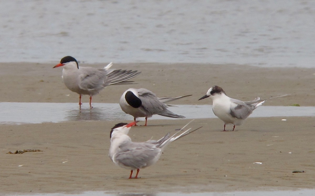 Arctic Tern - ML638679992