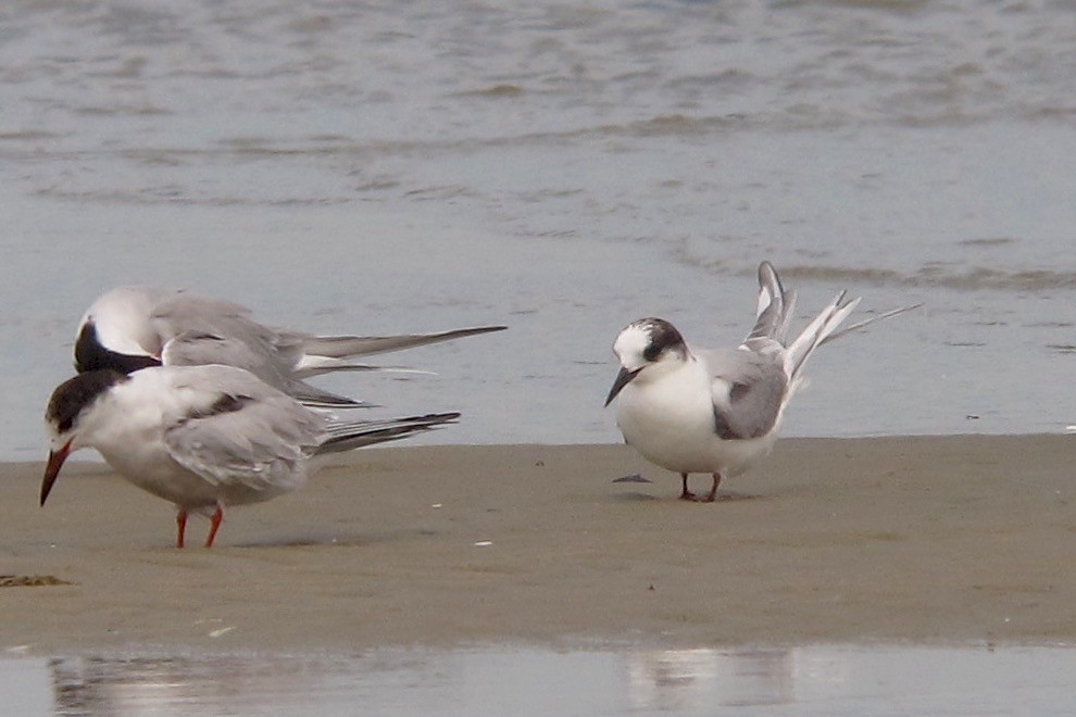 Arctic Tern - ML638680042