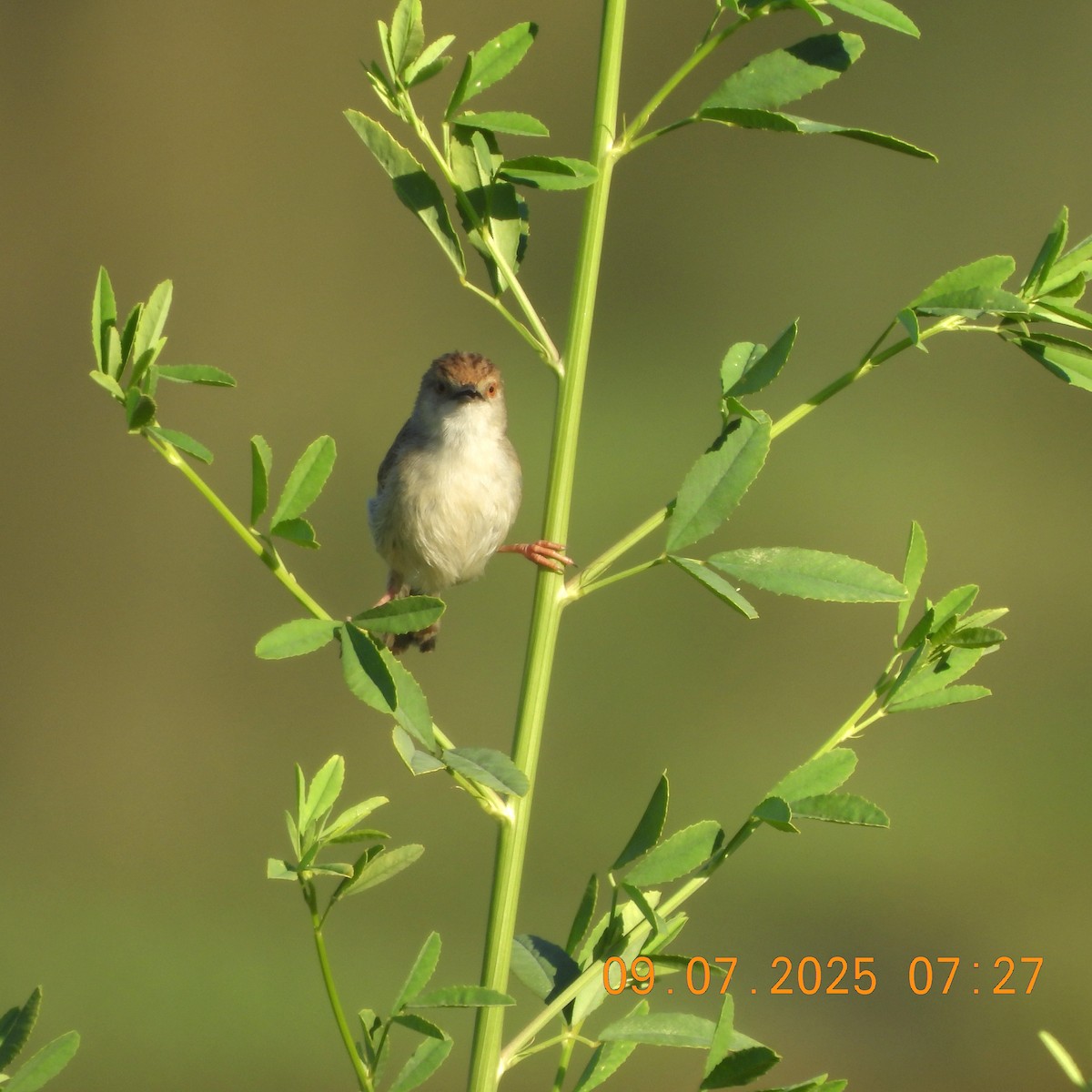 Prinia Grácil - ML638680059