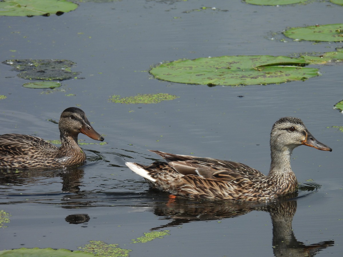 Mallard - ML638680063