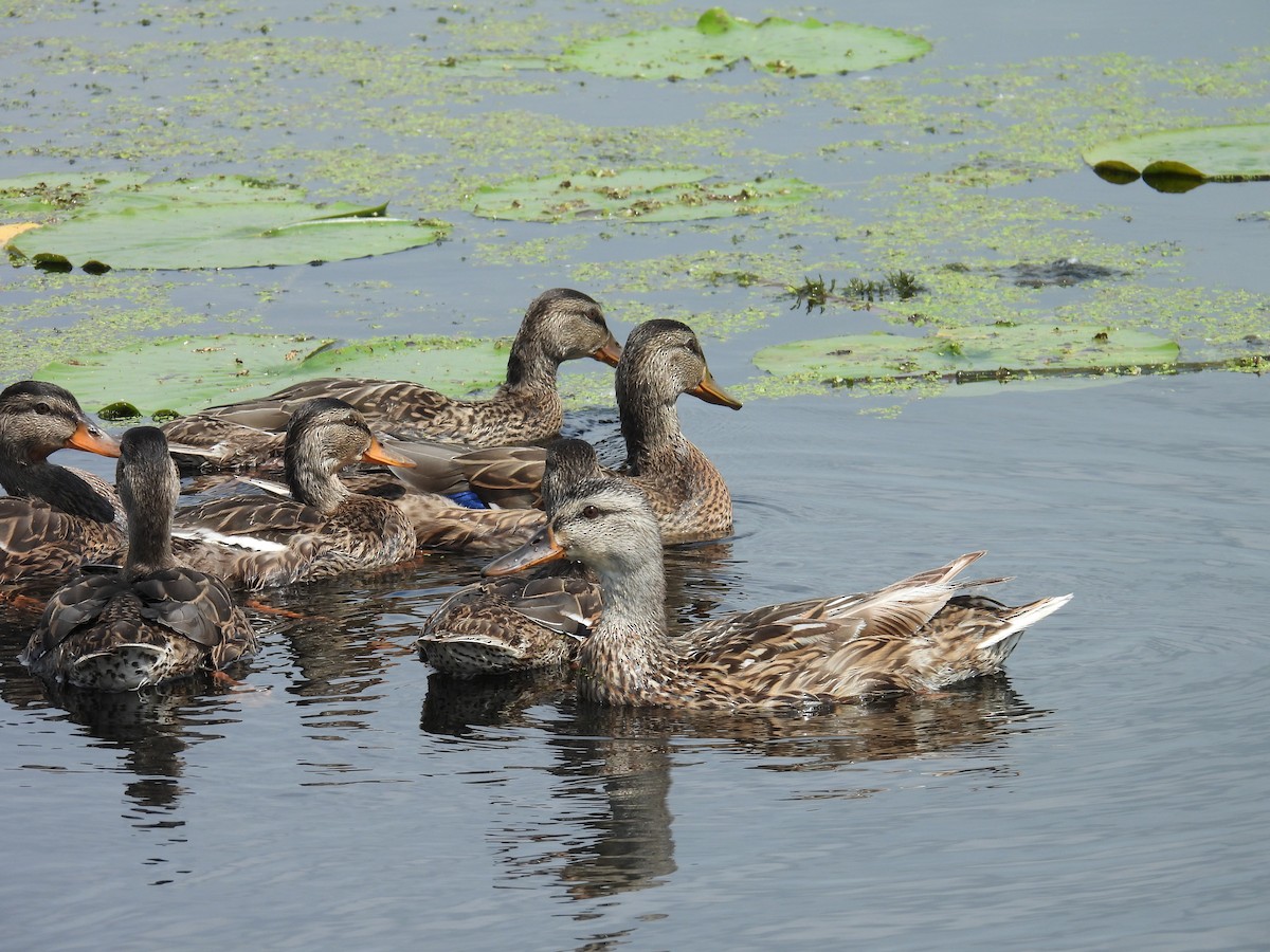 Mallard - ML638680064