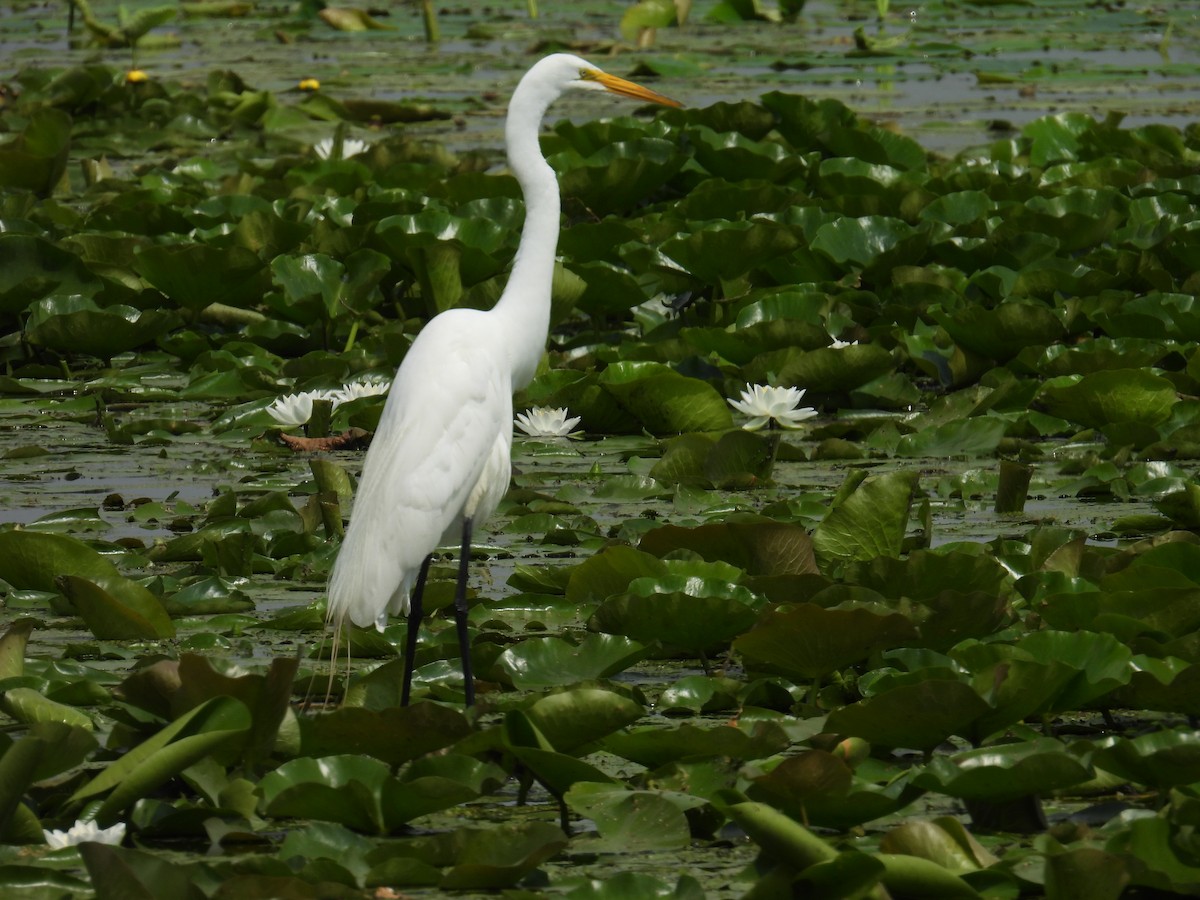 Great Egret - ML638680080