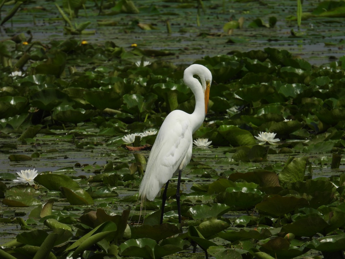 Great Egret - ML638680081