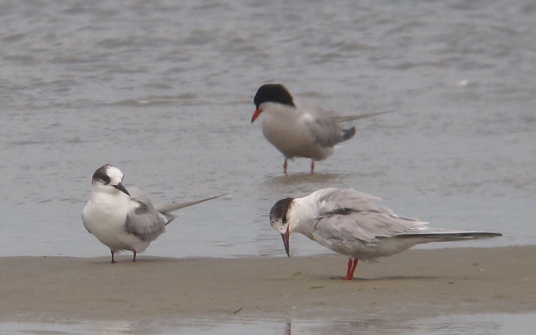 Arctic Tern - ML638680082