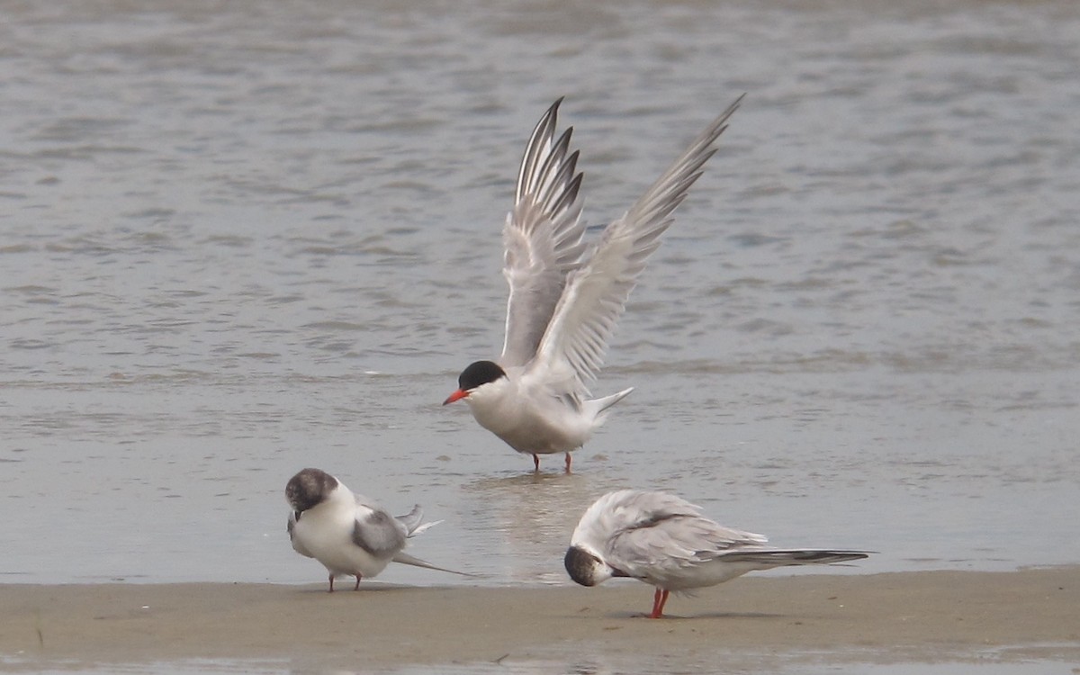 Common Tern - ML638680087