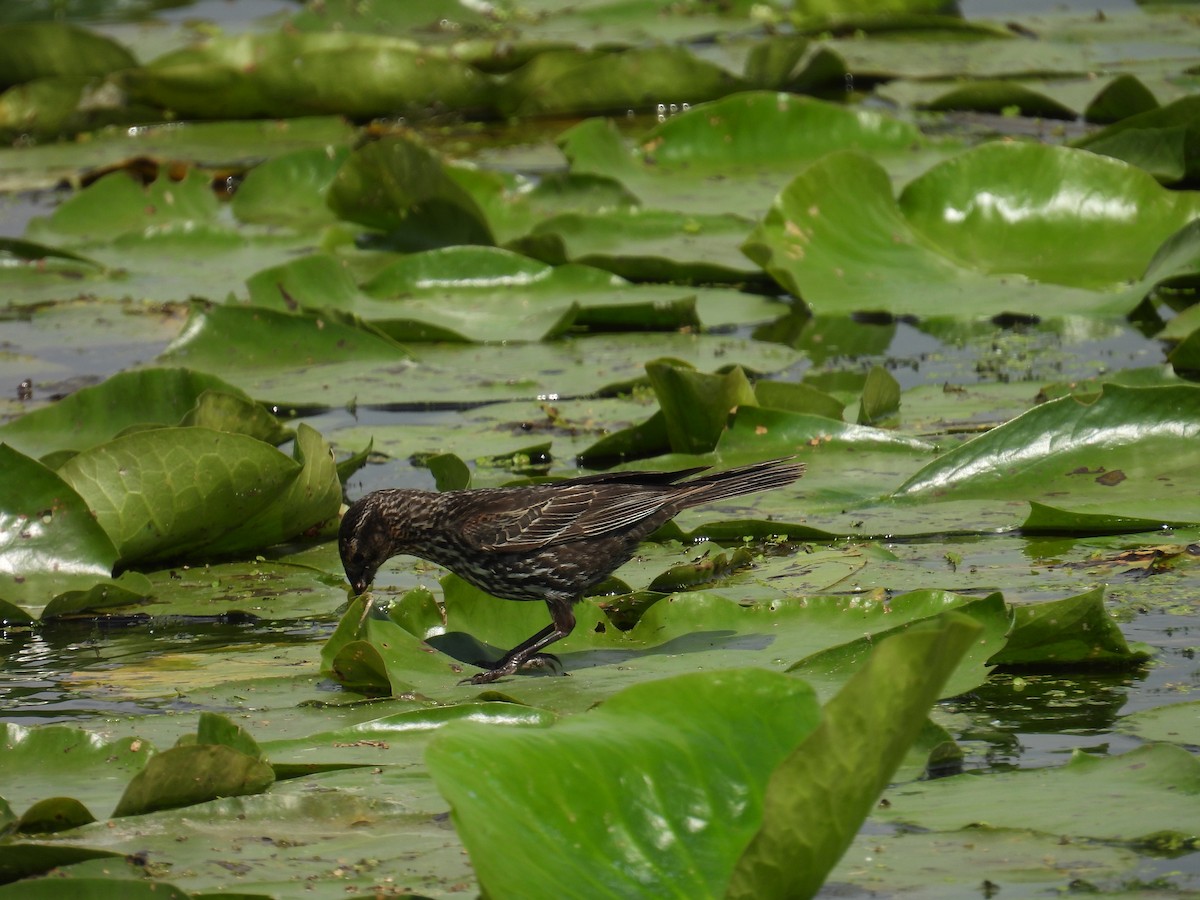 Red-winged Blackbird - ML638680088