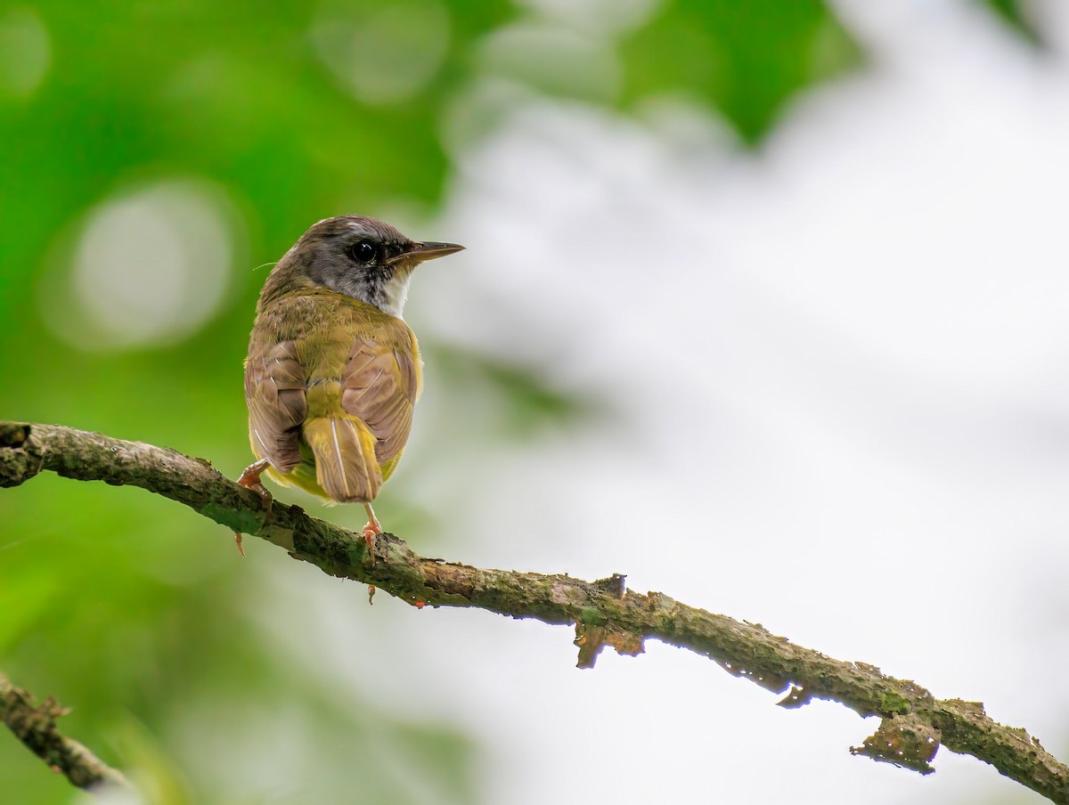 Mourning Warbler x Common Yellowthroat (hybrid) - ML638680109