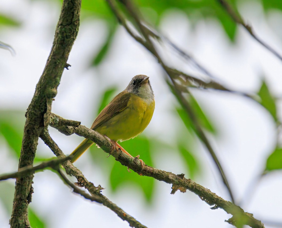 Mourning Warbler x Common Yellowthroat (hybrid) - ML638680110