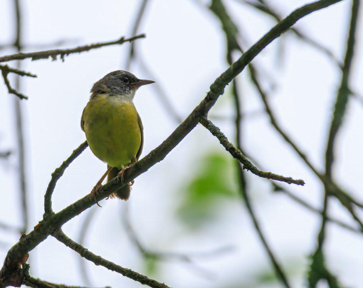 Mourning Warbler x Common Yellowthroat (hybrid) - ML638680115