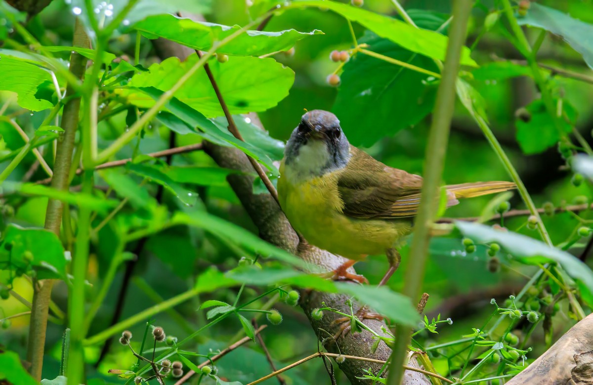 Mourning Warbler x Common Yellowthroat (hybrid) - ML638680116