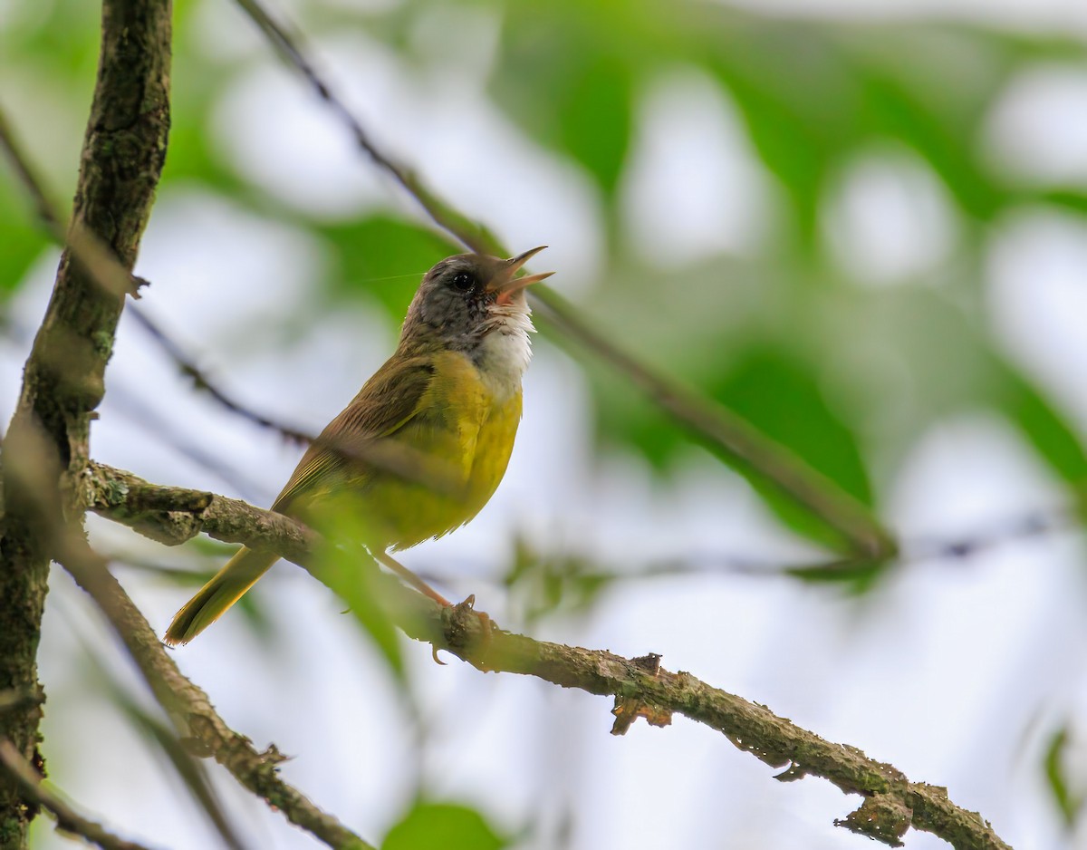 Mourning Warbler x Common Yellowthroat (hybrid) - ML638680117