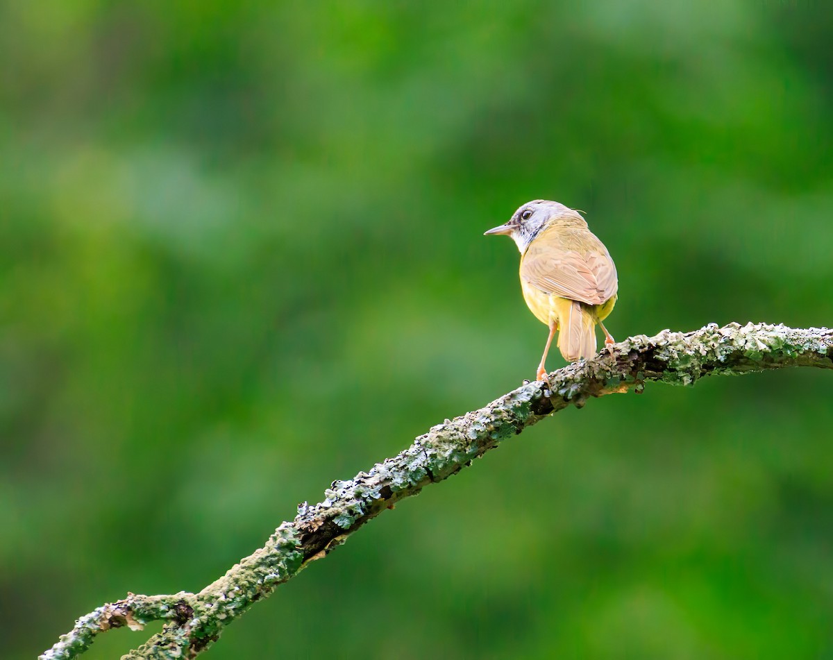 Mourning Warbler x Common Yellowthroat (hybrid) - ML638680118