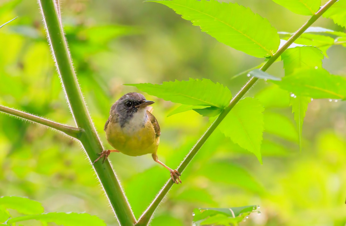 Mourning Warbler x Common Yellowthroat (hybrid) - ML638680119